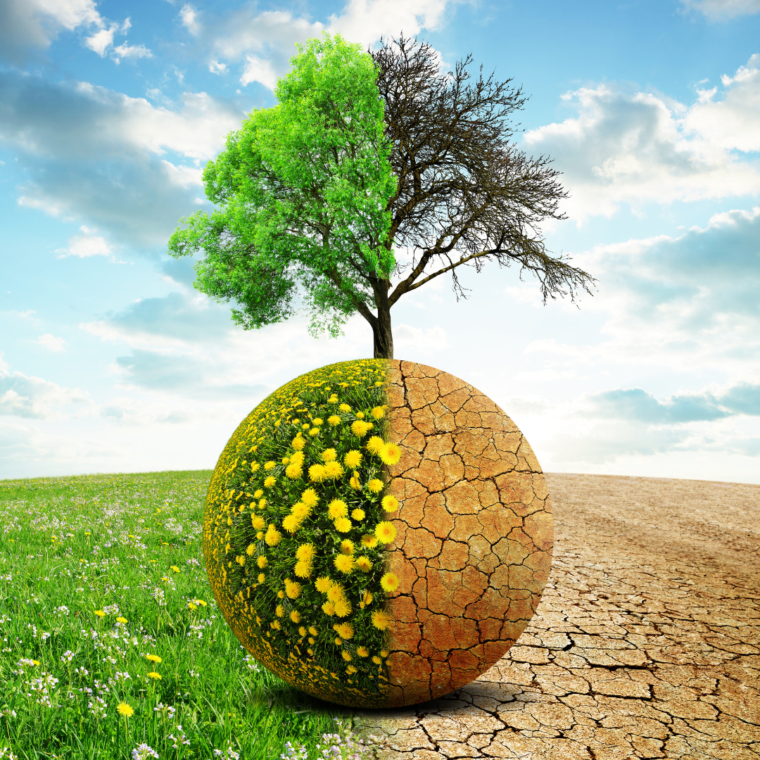 Transforming places together: transformative community strategies responding to climate change and sustainability challenges