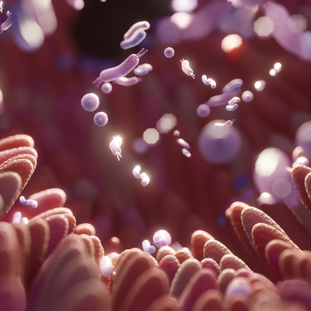 The Effect of Prebiotic Fiber on the Gut Microbiome and Surgical Outcomes in Patients with Prosthetic Joint Infection (PENGUIN Study) (2024)