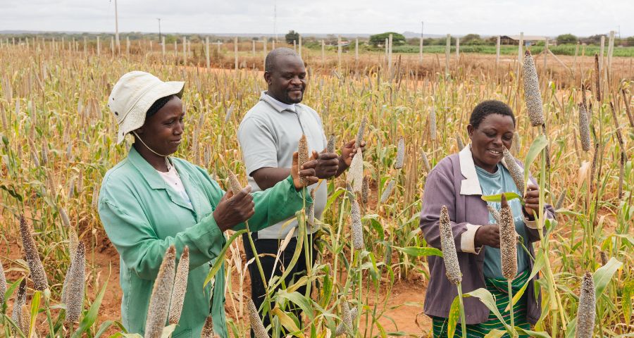Assessing Millets in the Field-ICRISAT