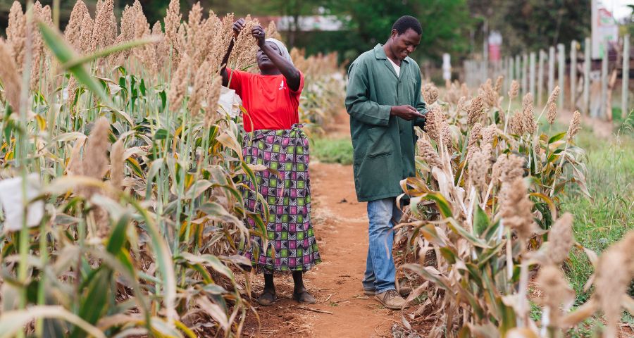 Millet Research in Kenya-ICRISAT